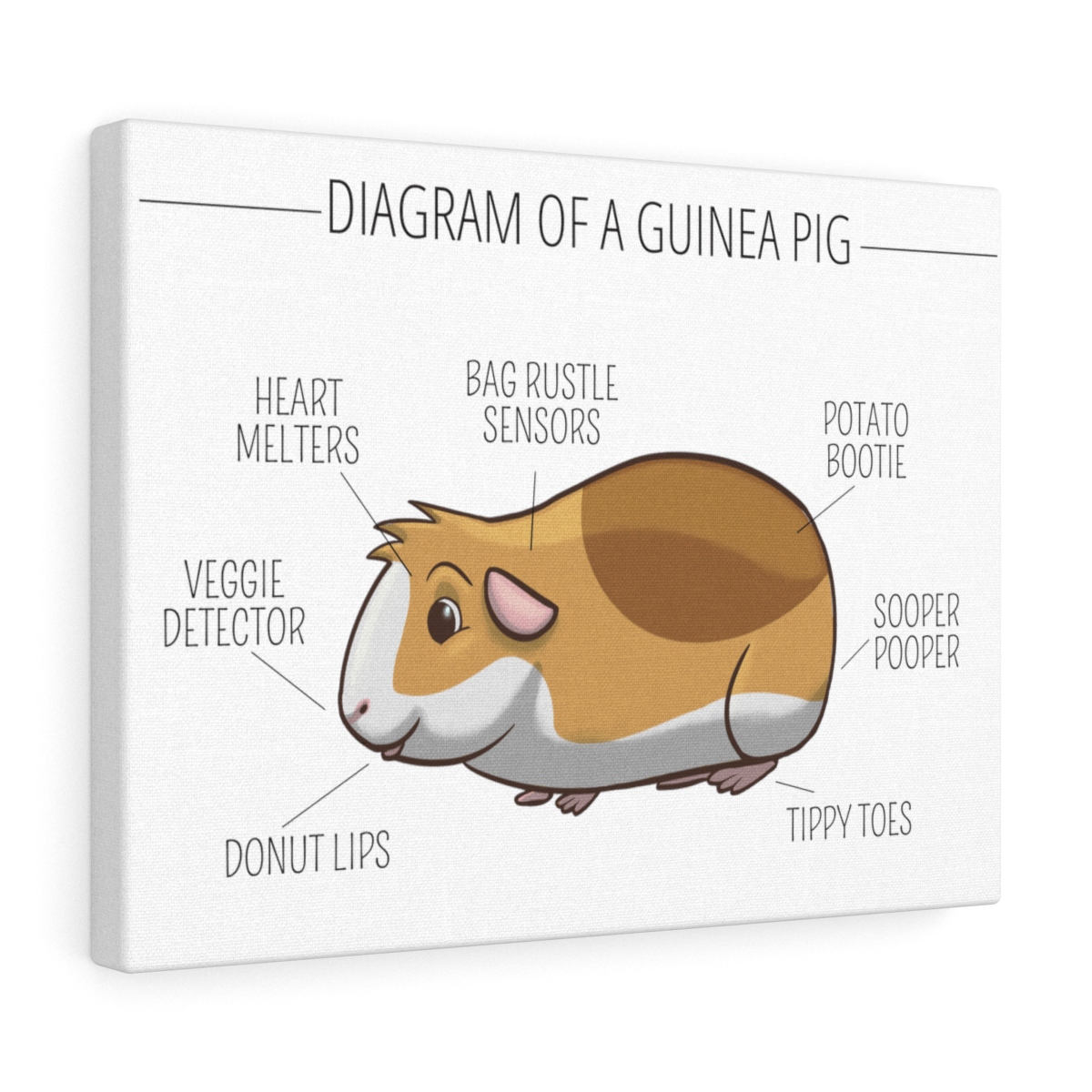 Diagram of a Guinea Pig Canvas Gallery Wrap Floof and Friends